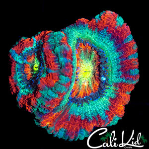 GRINCH ASIAN ACAN DOUBLE