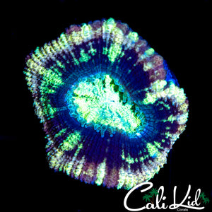 PURPLE ASIAN ACAN