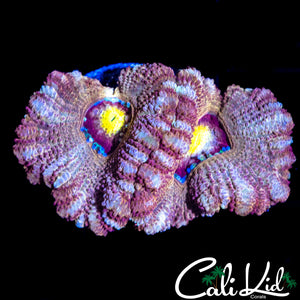 CAT EYE ASIAN ACAN DOUBLE