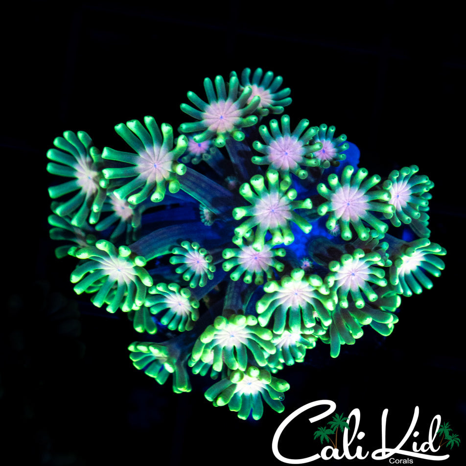 AWESOME BLOSSOM ALVEOPORA