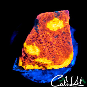 INDO RAINBOW CHALICE