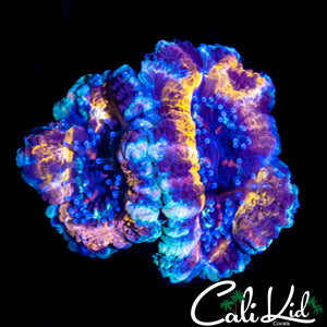CK BLACK PANTHER DOUBLE