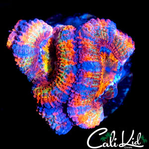 ULTIMATE RAINBOW ACAN DOUBLE