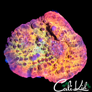 RAINBOW CHALICE CHUNK