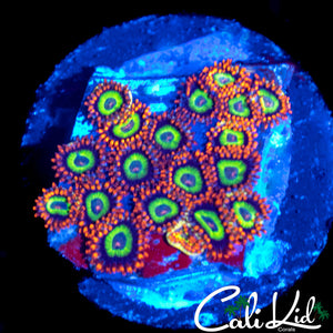 FRUIT LOOPS MINI COLONY