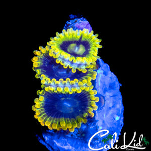 MYSTERY ZOA TRIPLE