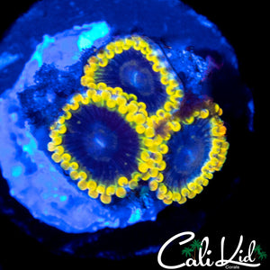 STIGGY MARLEY TRIPLE