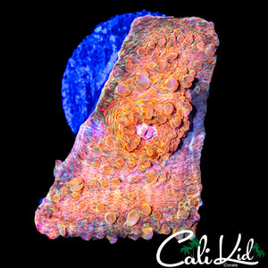 ULTRA CHALICE FRAG