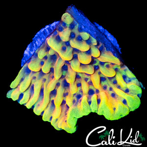 CK PEYOTE DREAMS MONTI