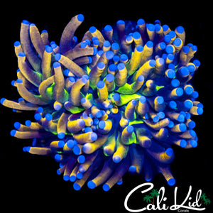 GREEN MOUTH 24K TORCH