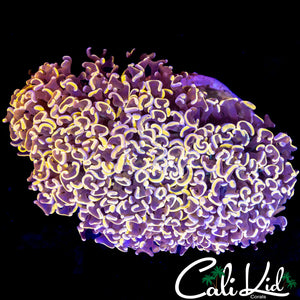 BEAUTIFUL RAINBOW WALL HAMMER