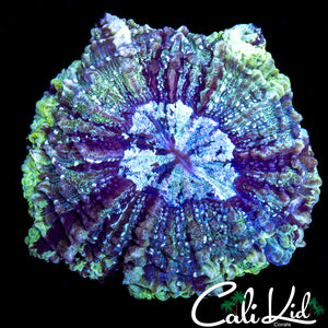 ULTRA ACANTHO MEAT CORAL