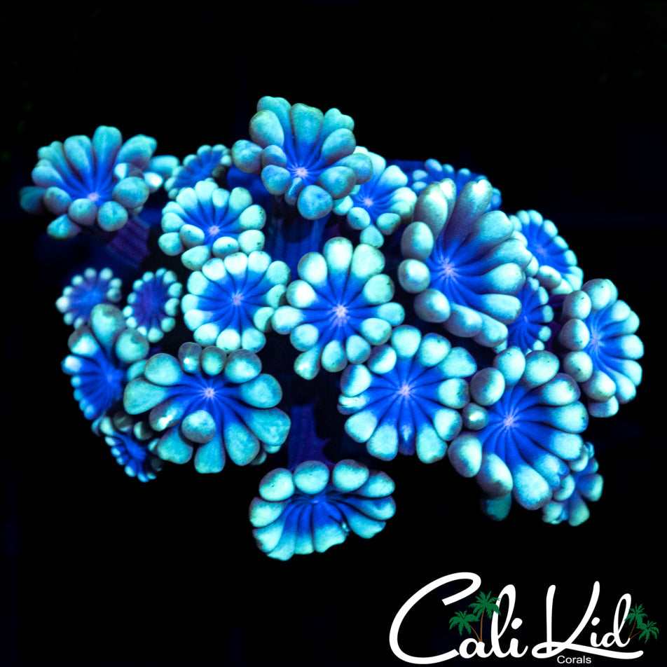 BLUEBERRY ALVEOPORA