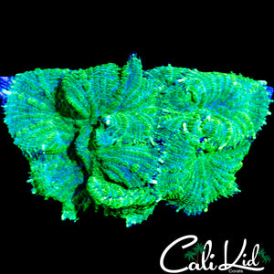 ULTRA RHODACTIS ROCK