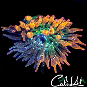 NEXUS ANEMONE