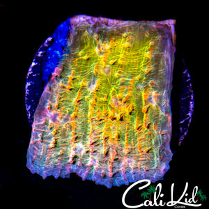 CK CUPPING CHALICE FRAG