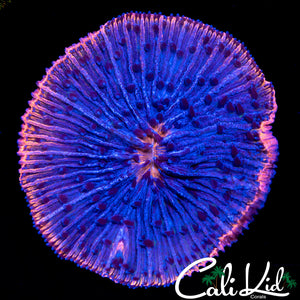 PINK RIM FUNGIA
