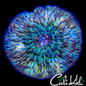 CRAZY RAINBOW FUNGIA