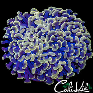 GOLDEN HYBRID HAMMER