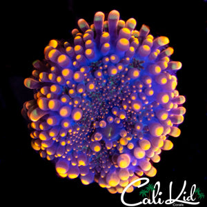 ORANGE MOUTH RICORDIA