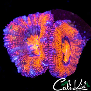 ULTRA ACAN DOUBLE