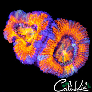 ULTRA RAINBOW ACAN DOUBLE