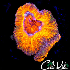 MYSTERY ACAN DOUBLE