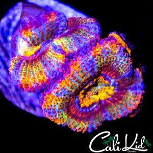 INSANE RAINBOW ACAN DOUBLE