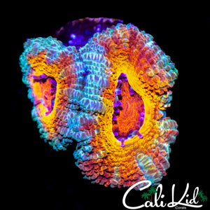 GREEN LANTERN DOUBLE