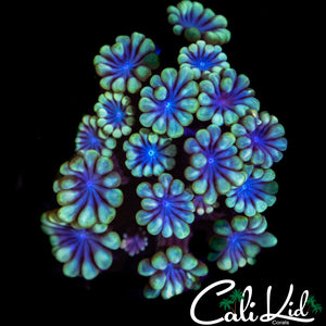 BLUEBERRY ALVEOPORA