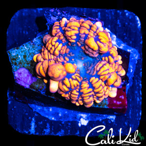 FLAMETHROWER BOUNCE SHROOM