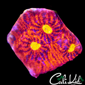 INDO RAINBOW CHALICE FRAG