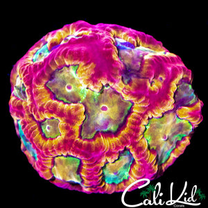 PANDEMIC FAVIA