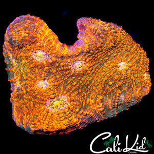 ULTRA CHALICE CHUNK