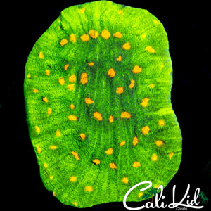 SPACE INVADER CHALICE COLONY