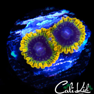 ACID REFLUX DOUBLE