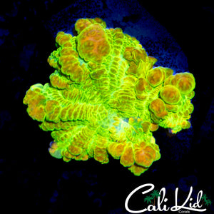 CK OG RAINBOW RHODACTIS BOUNCE