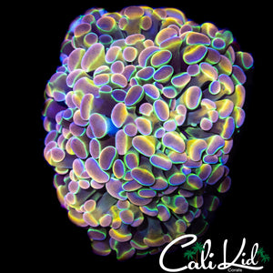 HOLOGRAM HAMMER