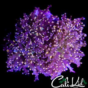 LARGE BI COLOR BRANCHING FROGSPAWN