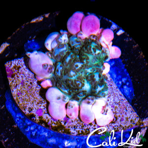 FRANKENSTEIN BOUNCE SHROOM