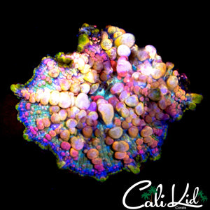 NEPTUNE BOUNCE MUSHROOM