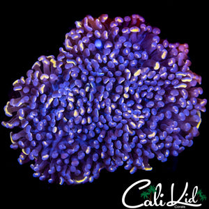 SPECKLED TIP HAMMER COLONY