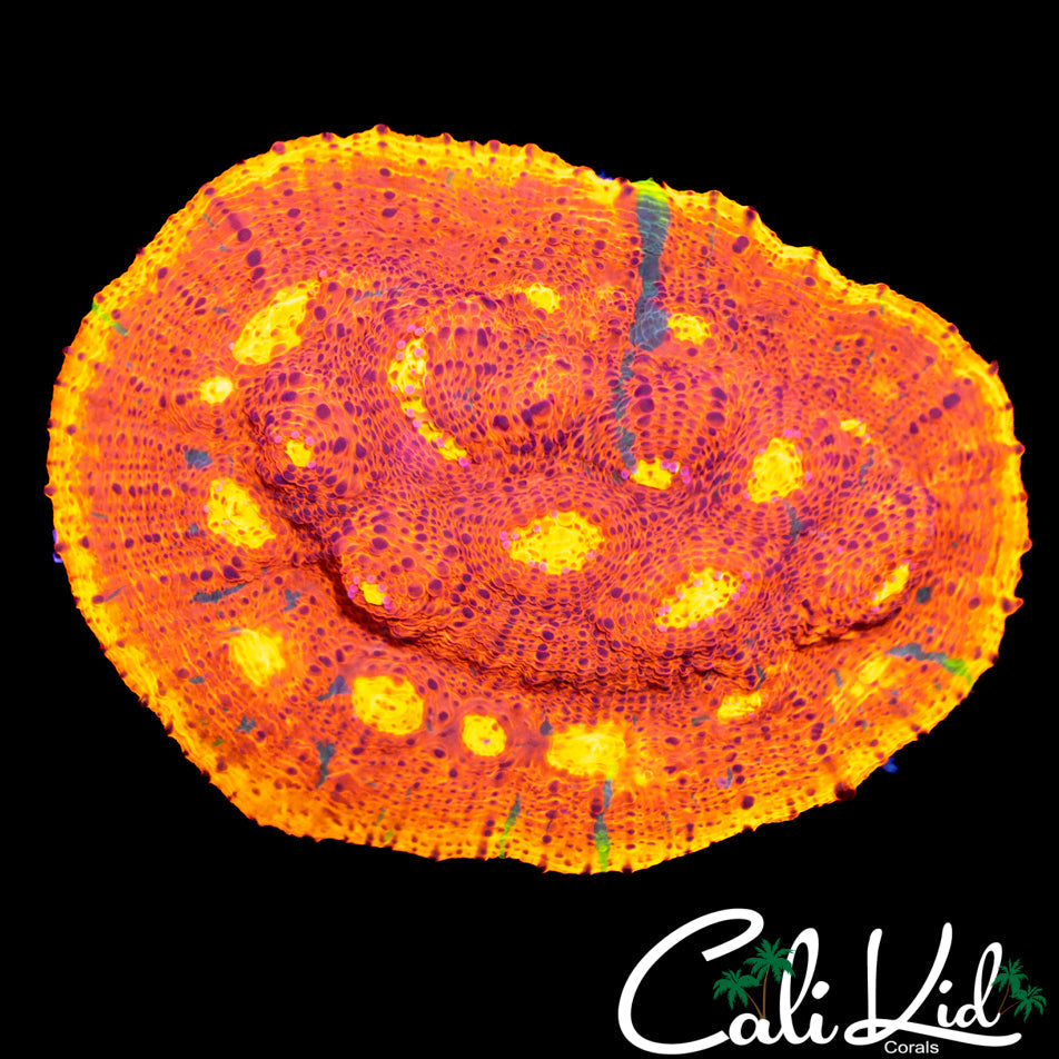 SC DYNAMITE CHALICE COLONY