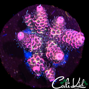 PINK SWIRL MILLI