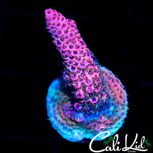 HYPER PINK MILLI