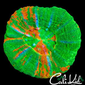 TRI COLOR SCOLY