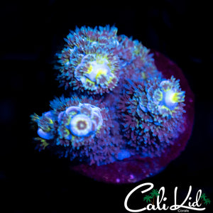 CK BONKERZ TENIUS