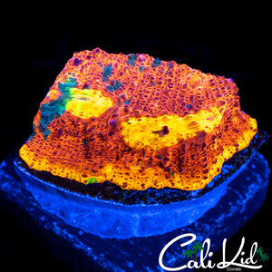 RAINBOW RIM CHALICE