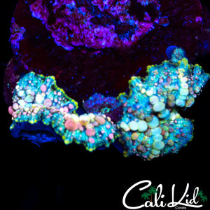 NEPTUNE BOUNCE ROCK (4)