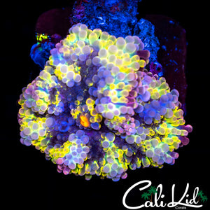 SOLOMAN RAINBOW YUMA W/ BABY